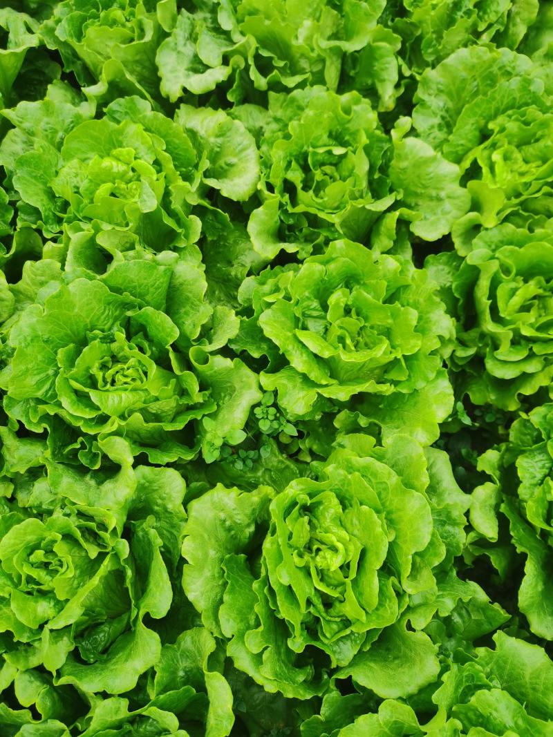生菜散叶生菜意大利散叶生菜散叶生菜散叶生菜