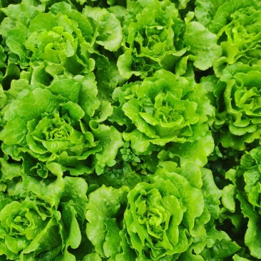 生菜散叶生菜意大利散叶生菜散叶生菜散叶生菜