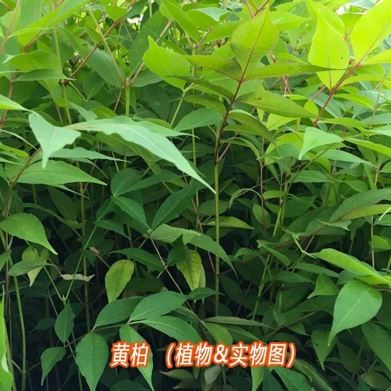 新采黄柏种子黄檗元柏檗木黄菠萝绿化行道林木种子