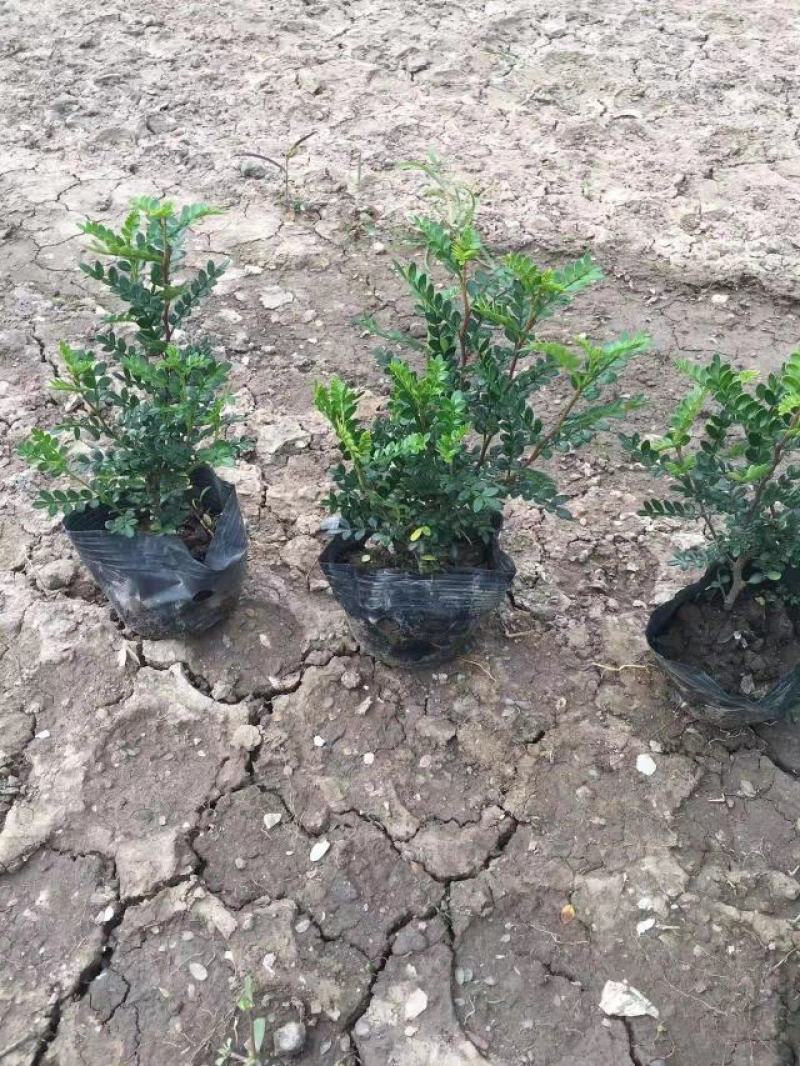 基地直销精品地被胡椒木有需要的可以跟我取得联系