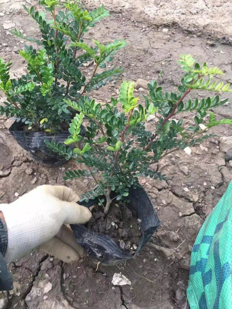 基地直销精品地被胡椒木有需要的可以跟我取得联系