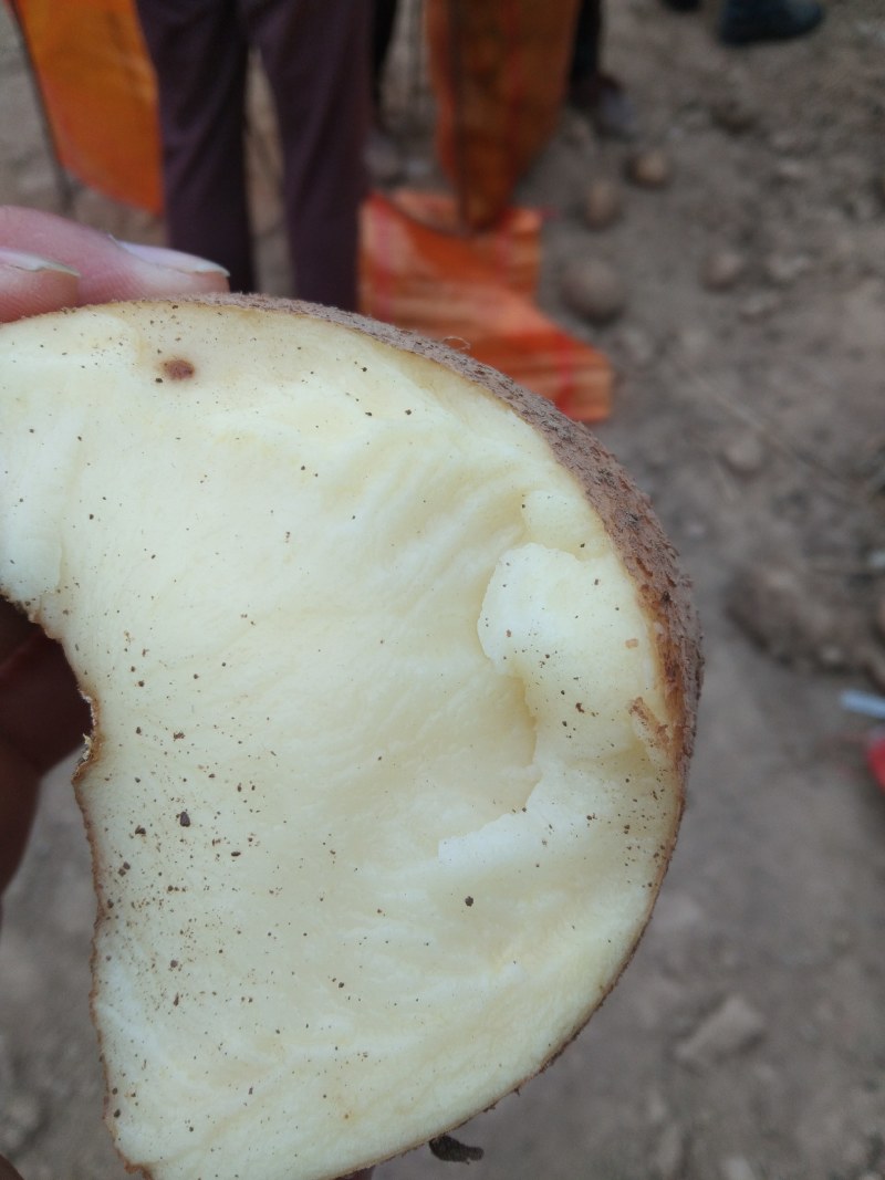 【精选土豆】甘肃土豆大量上市规格齐全口感好量大从优
