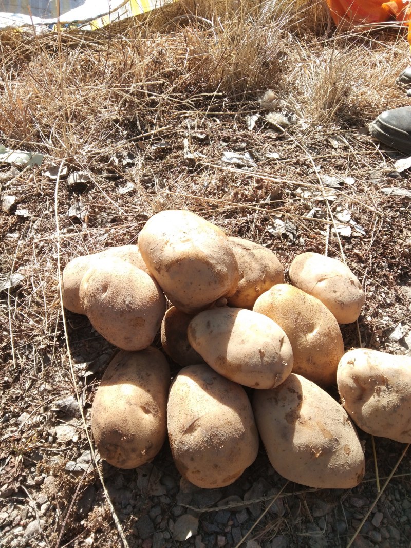 【精选土豆】甘肃土豆大量上市规格齐全口感好量大从优