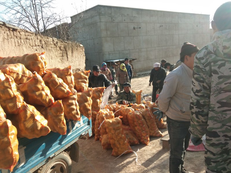 【精选土豆】甘肃土豆大量上市规格齐全口感好量大从优