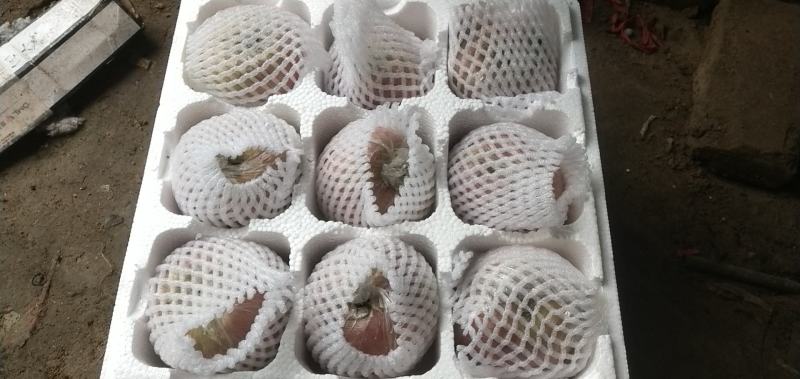 山东膜袋红富士一件代发