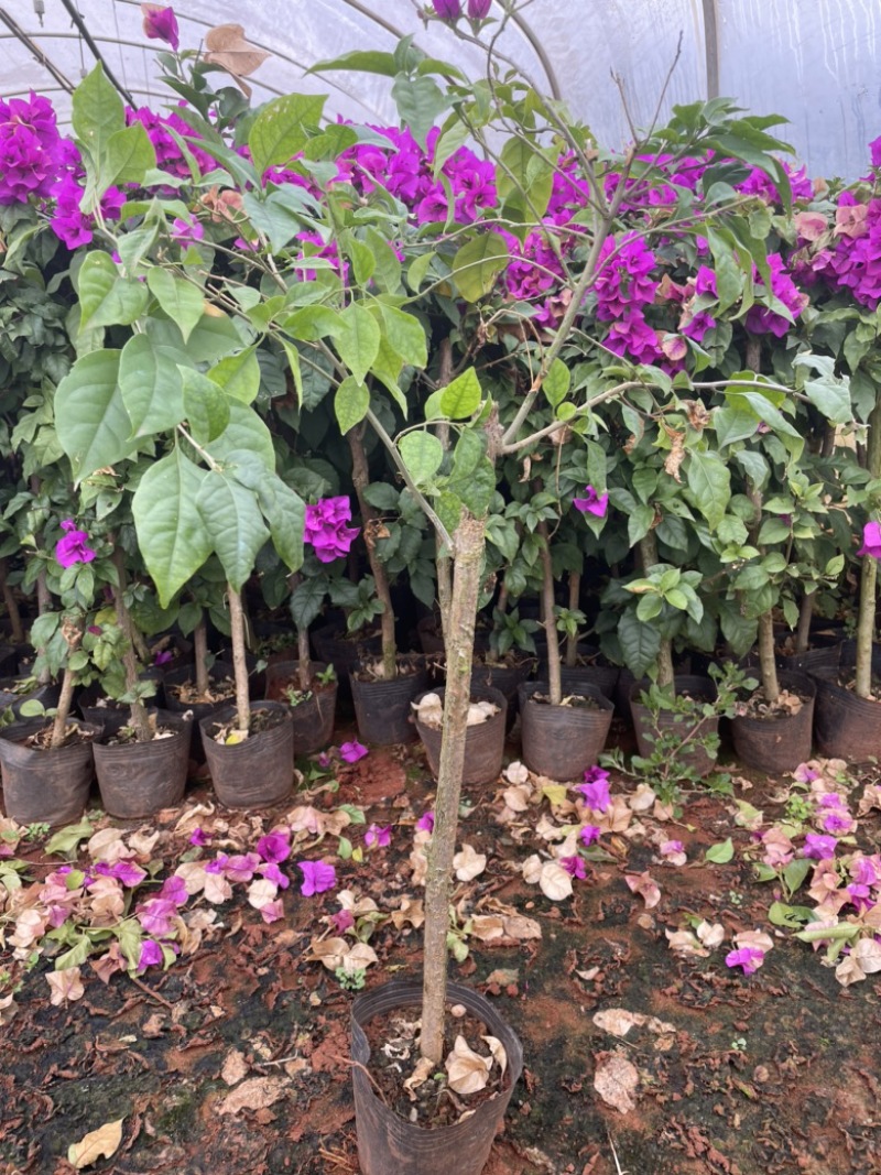 紫花三角梅四季开花长青观赏性好容易生存
