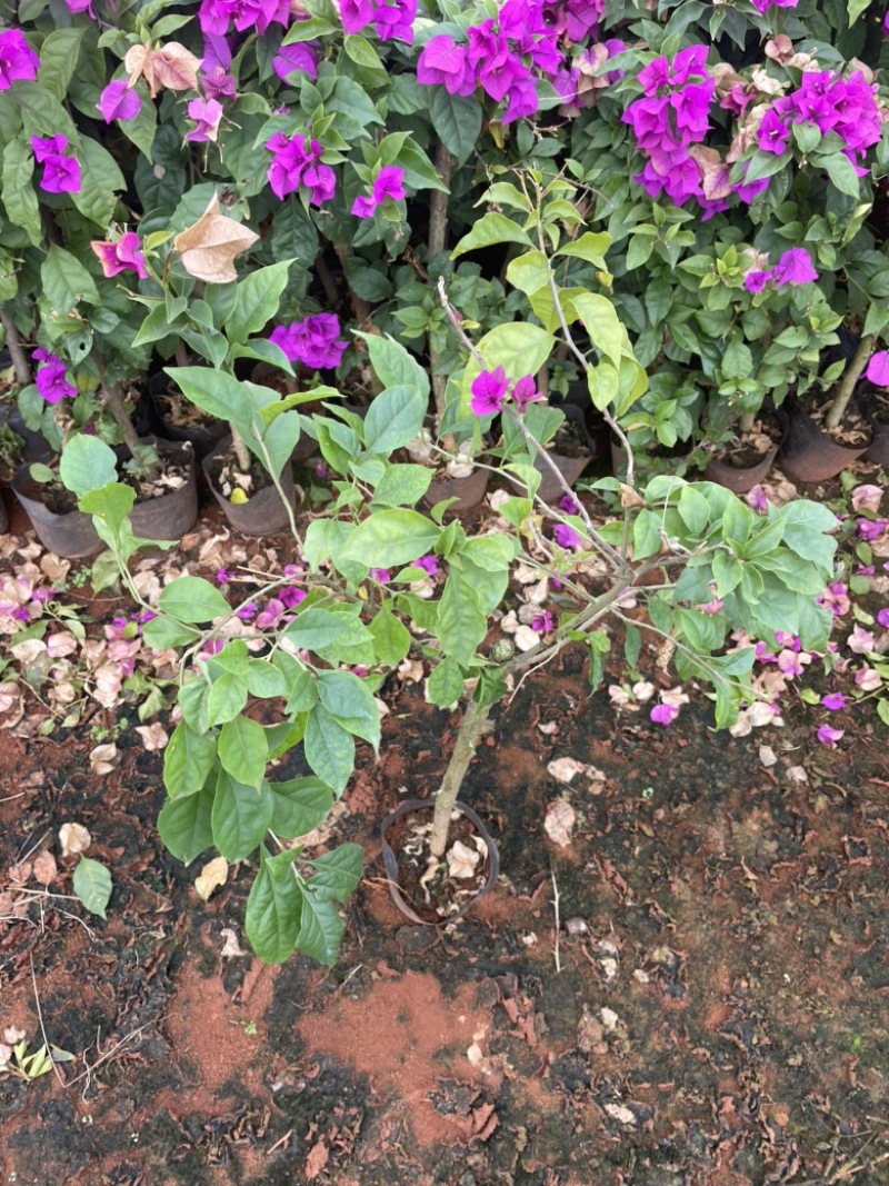 紫花三角梅四季开花长青观赏性好容易生存