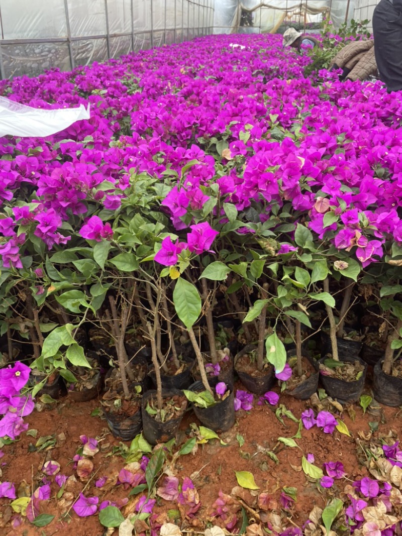 紫花三角梅四季开花长青观赏性好容易生存