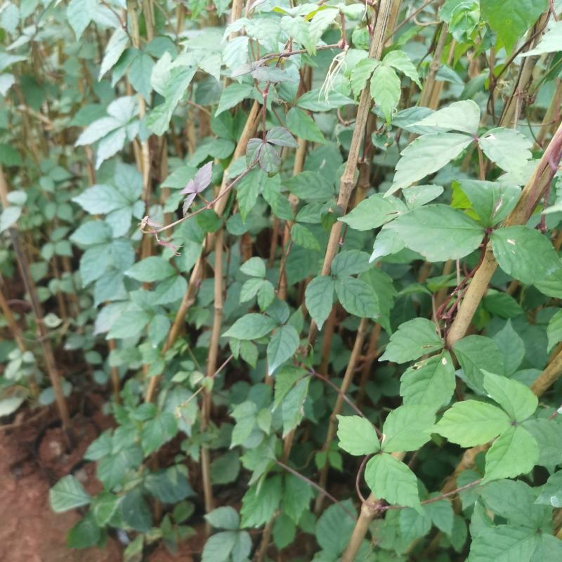 爬山虎，自产自销，量大从优