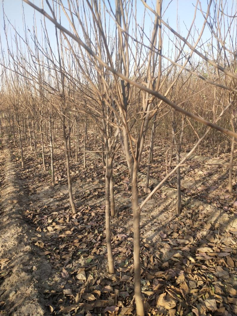 3公分分柿子树，能裸根能土球，价格随行情定价，不是固定得