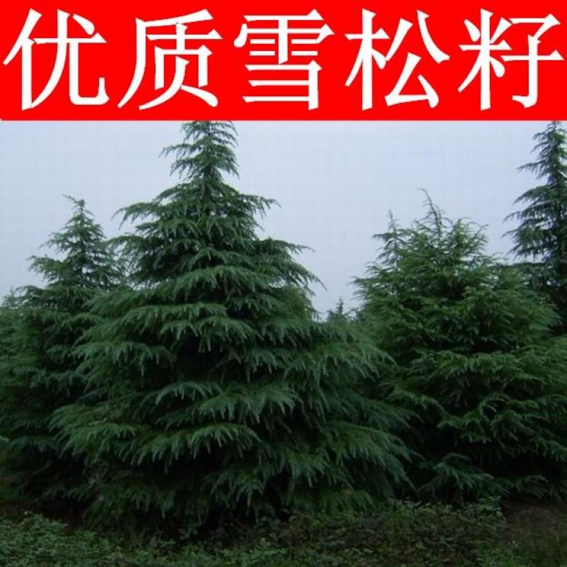 雪松种子正宗印度雪松种子雪籽宝塔松园林庭院绿植四季可播