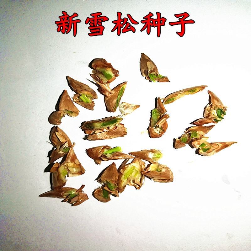 雪松种子正宗印度雪松种子雪籽宝塔松园林庭院绿植四季可播