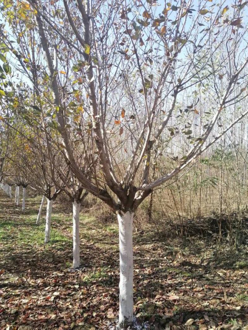 樱花12厘米规格齐全树型精品价格合理服务热心