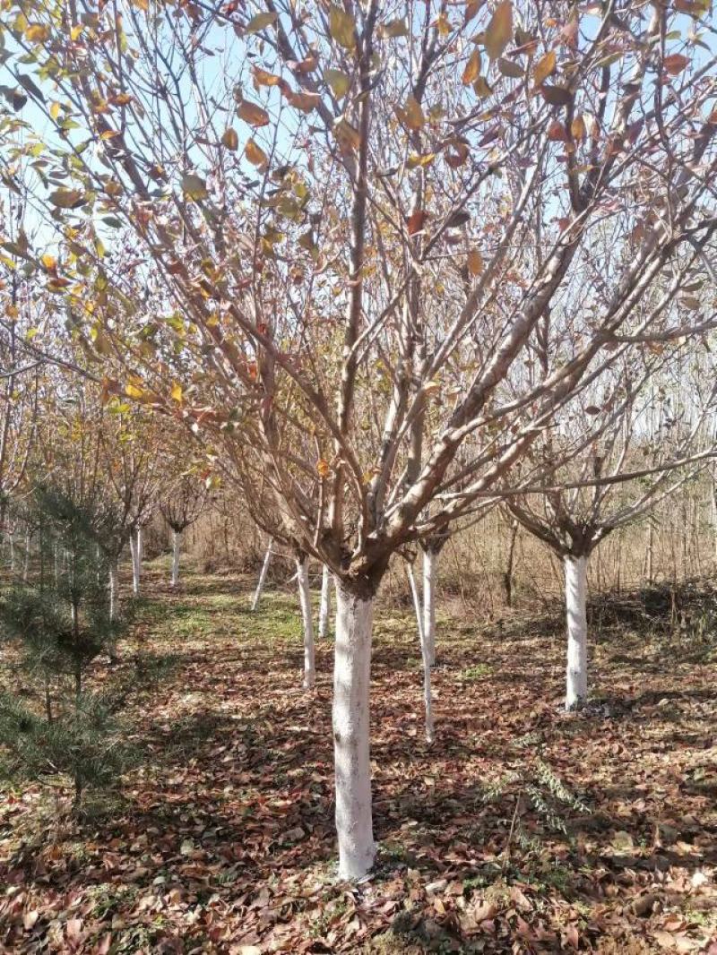 樱花12厘米规格齐全树型精品价格合理服务热心