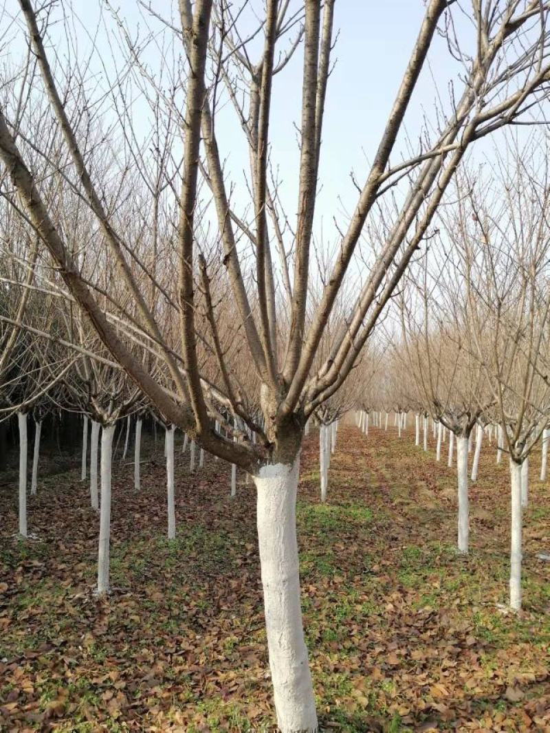 樱花12厘米规格齐全树型精品价格合理服务热心