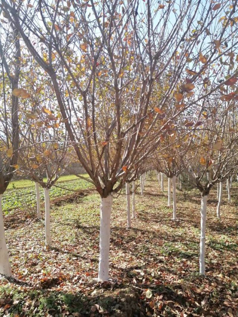 樱花12厘米规格齐全树型精品价格合理服务热心