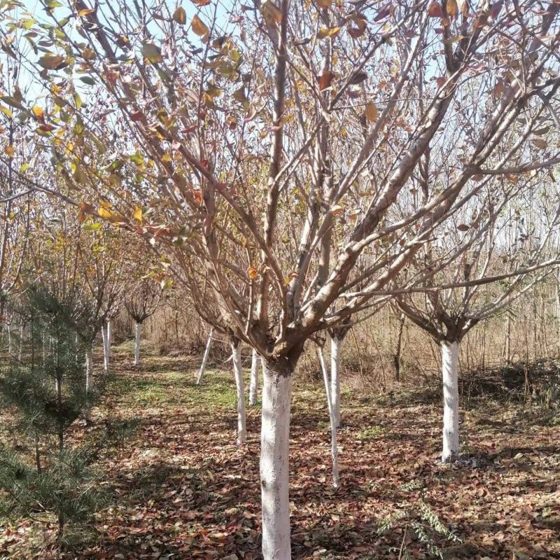 樱花12厘米规格齐全树型精品价格合理服务热心
