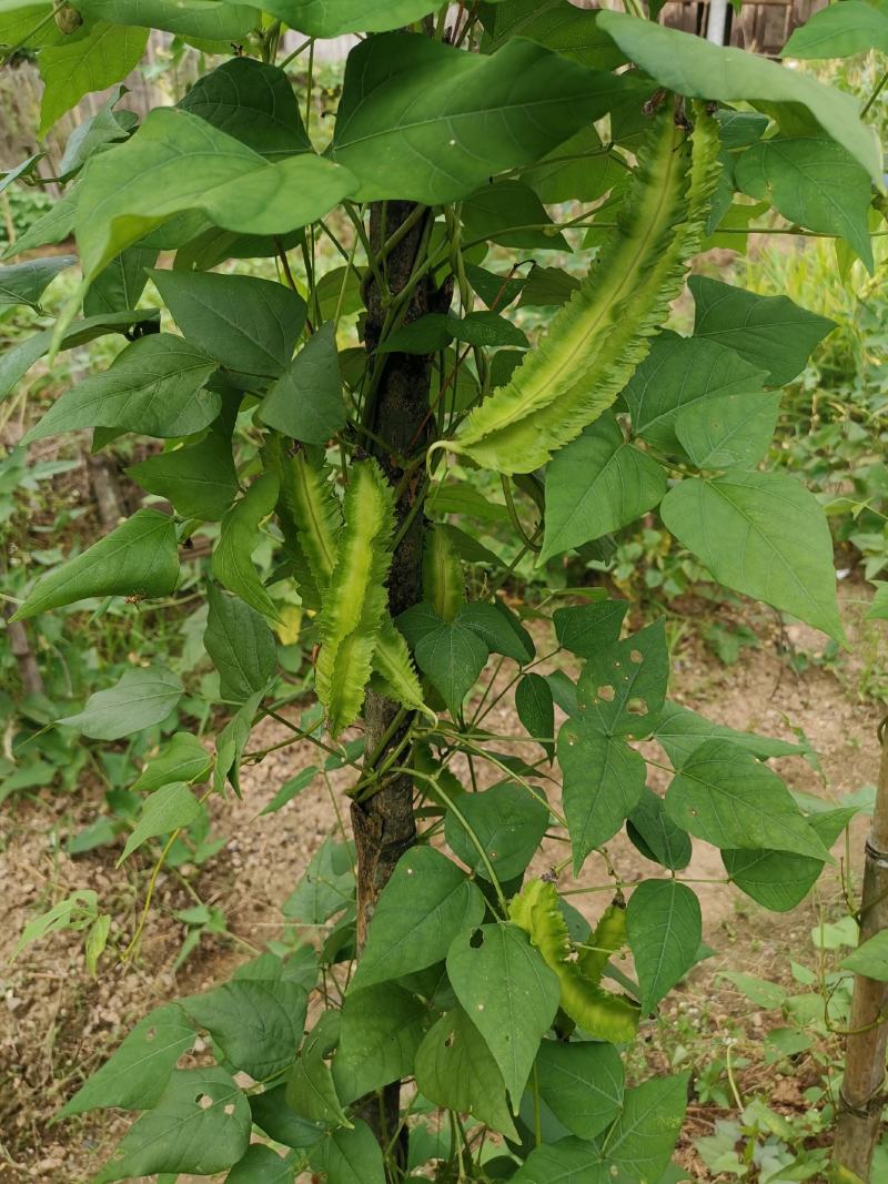 四棱豆种子四角豆皇帝豆香龙豆搭架作物高产春秋种植