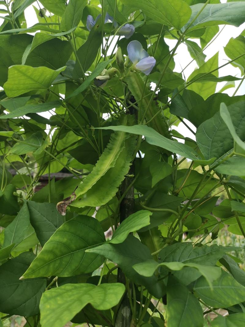 四棱豆种子四角豆皇帝豆香龙豆搭架作物高产春秋种植