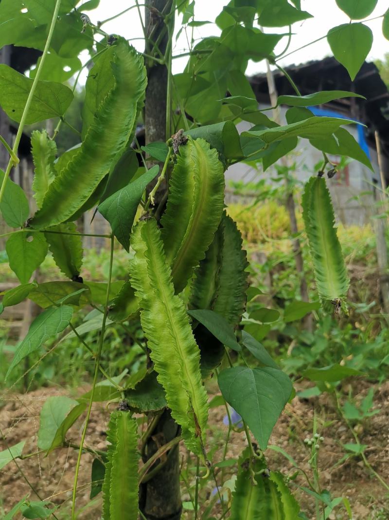 四棱豆种子四角豆皇帝豆香龙豆搭架作物高产春秋种植