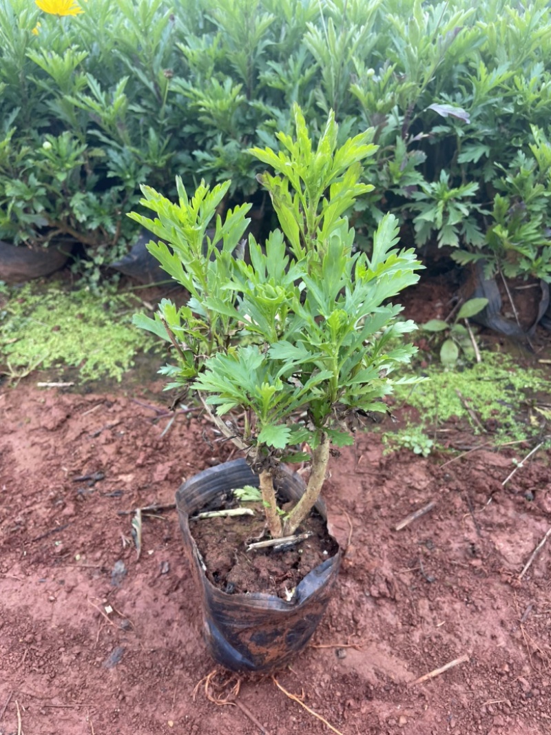 中袋木春菊高25-30cm16袋苗价格优惠