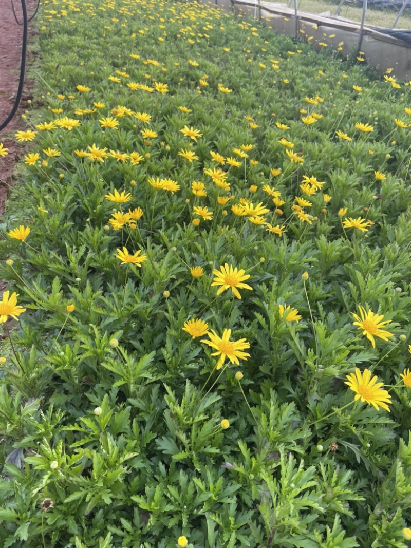 中袋木春菊高25-30cm16袋苗价格优惠
