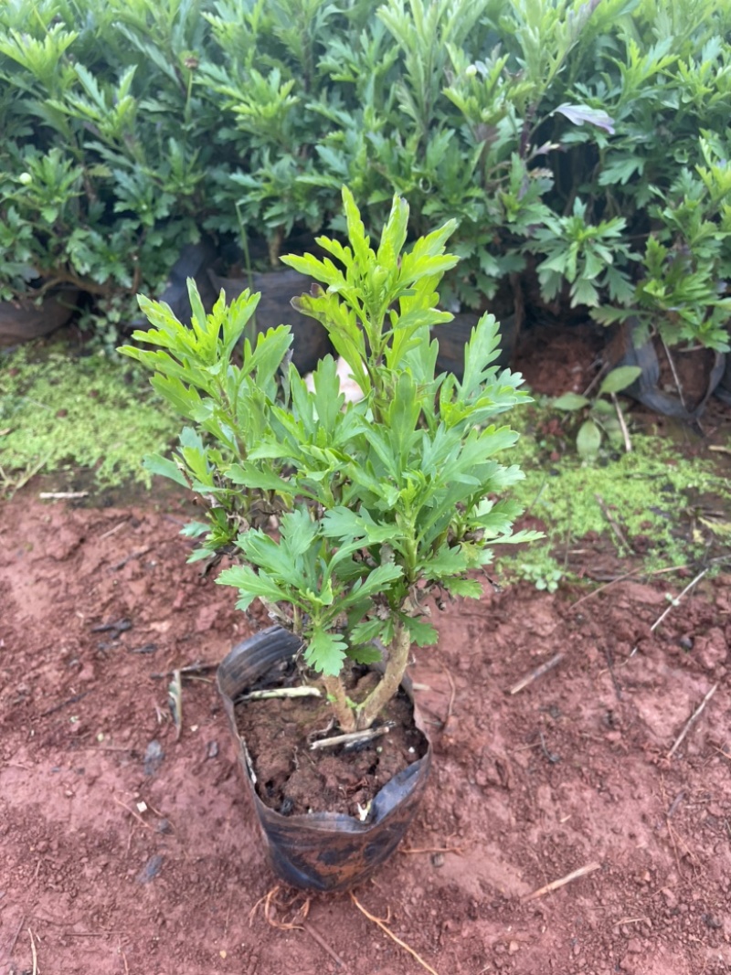 中袋木春菊高25-30cm16袋苗价格优惠