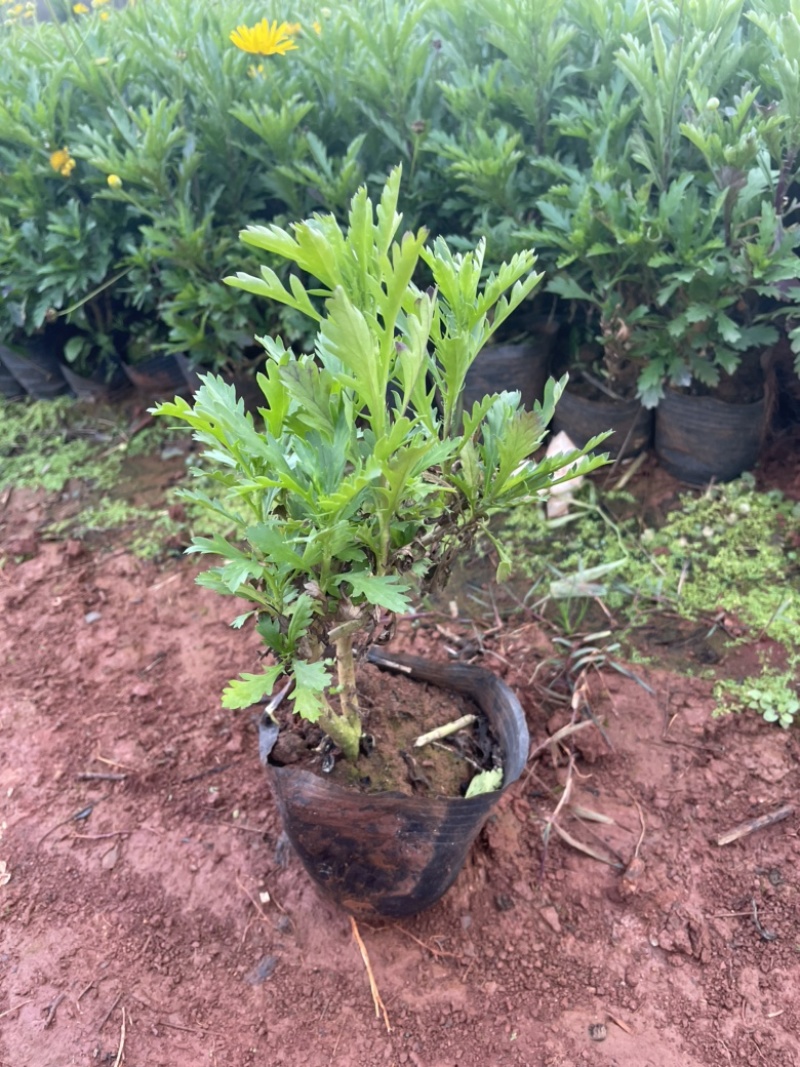 中袋木春菊高25-30cm16袋苗价格优惠