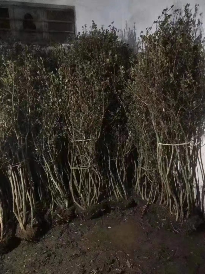 映山红各种规格