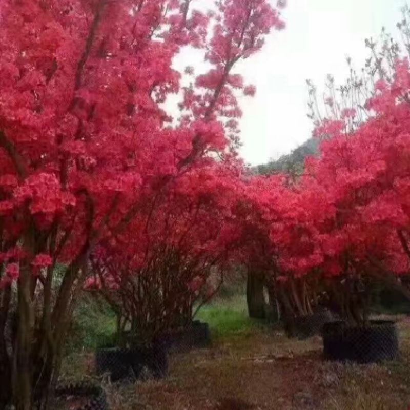 映山红各种规格