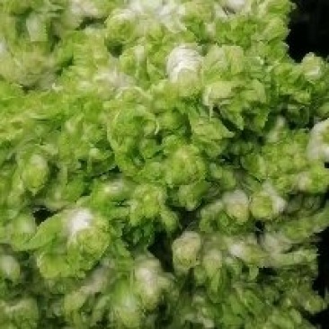 儿菜大量上市，需要的来