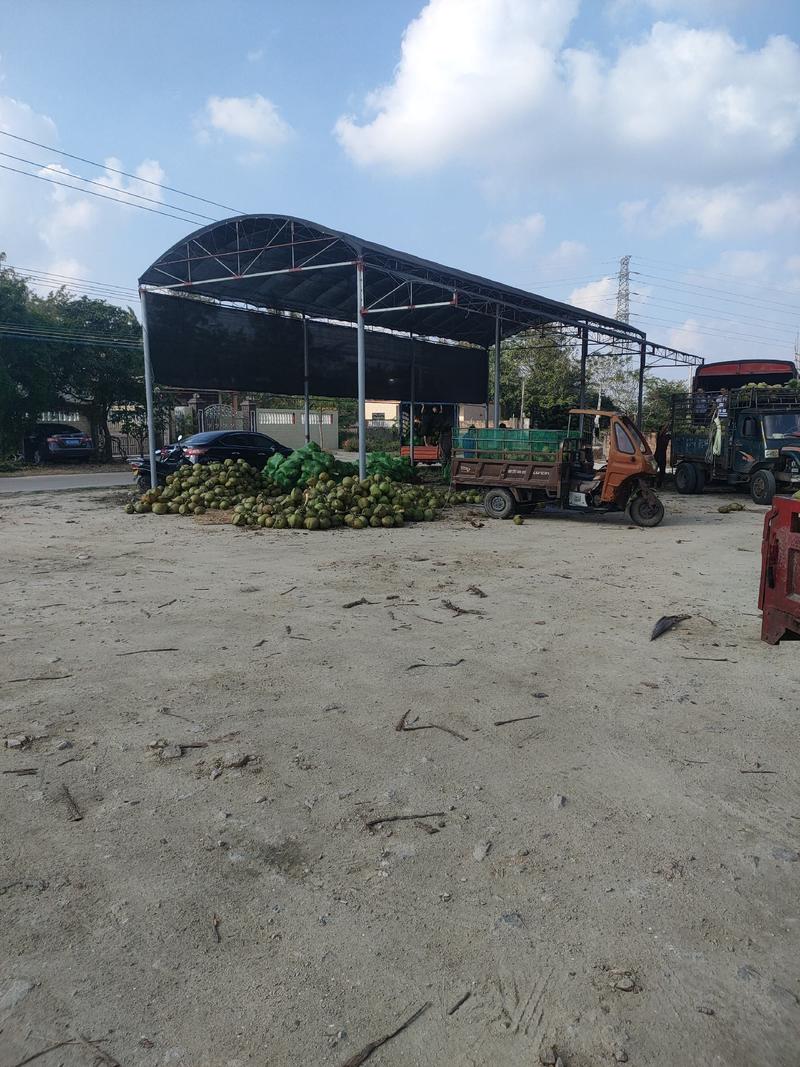 【椰子】海南椰子原产地货源充足保证质量，现摘现装整车发货