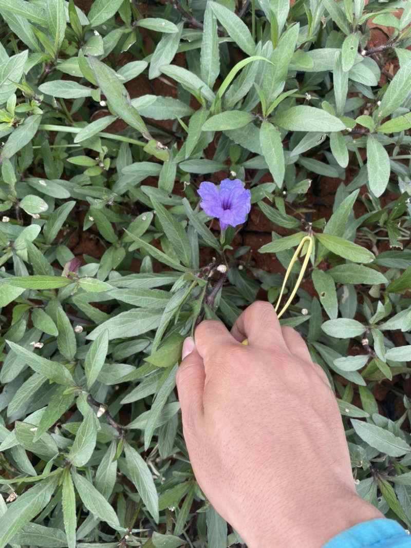 翠芦莉小袋高度20-30价格优惠数量充足