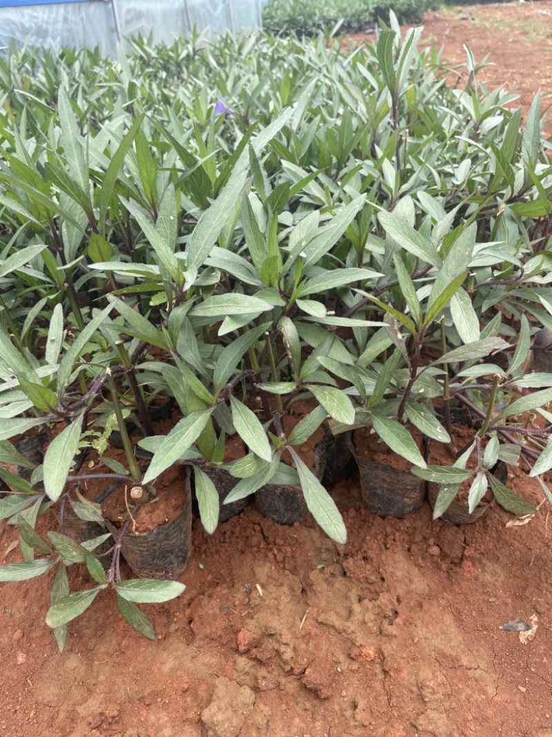 翠芦莉小袋高度20-30价格优惠数量充足