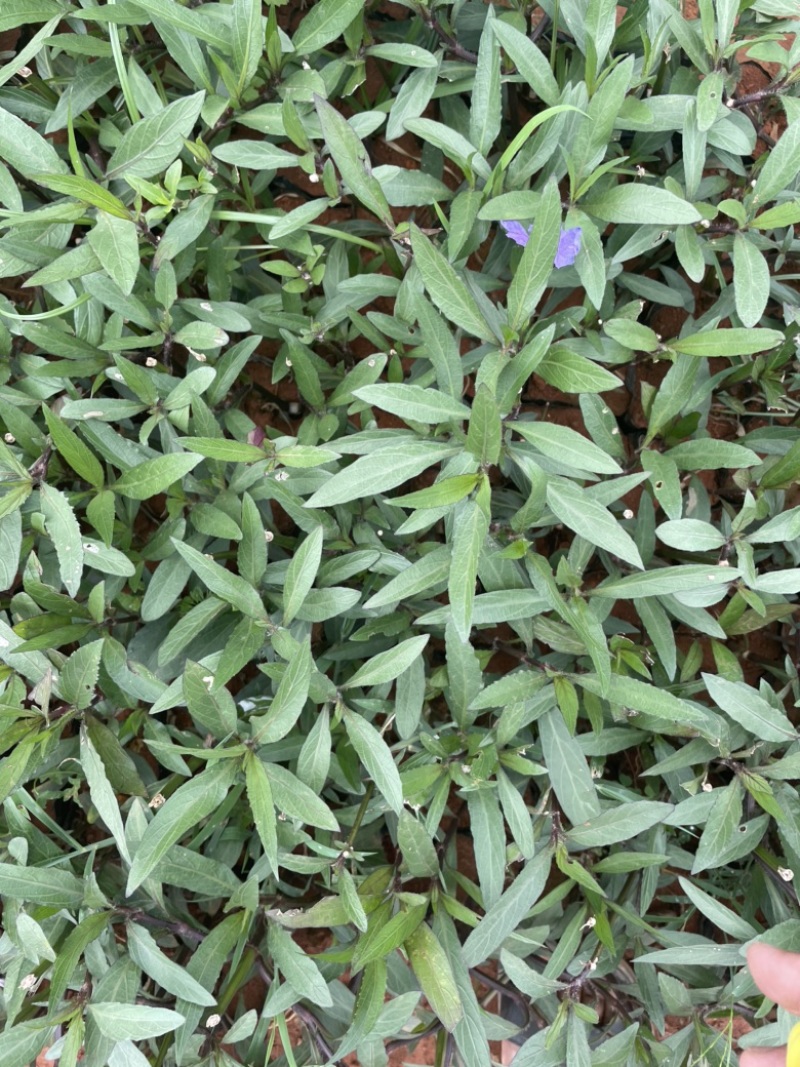翠芦莉小袋高度20-30价格优惠数量充足