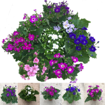 【包邮瓜叶菊】6盆6色60元瓜叶菊年宵花包邮到家