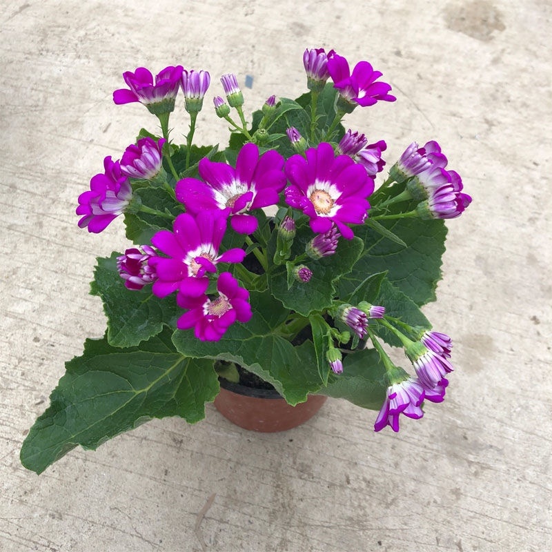 【包邮瓜叶菊】6盆6色60元瓜叶菊年宵花包邮到家