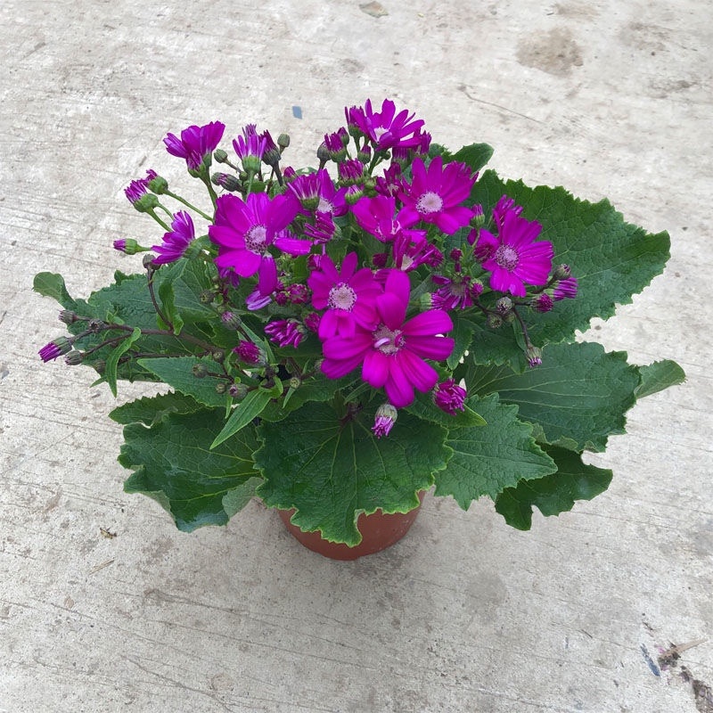 【包邮瓜叶菊】6盆6色60元瓜叶菊年宵花包邮到家