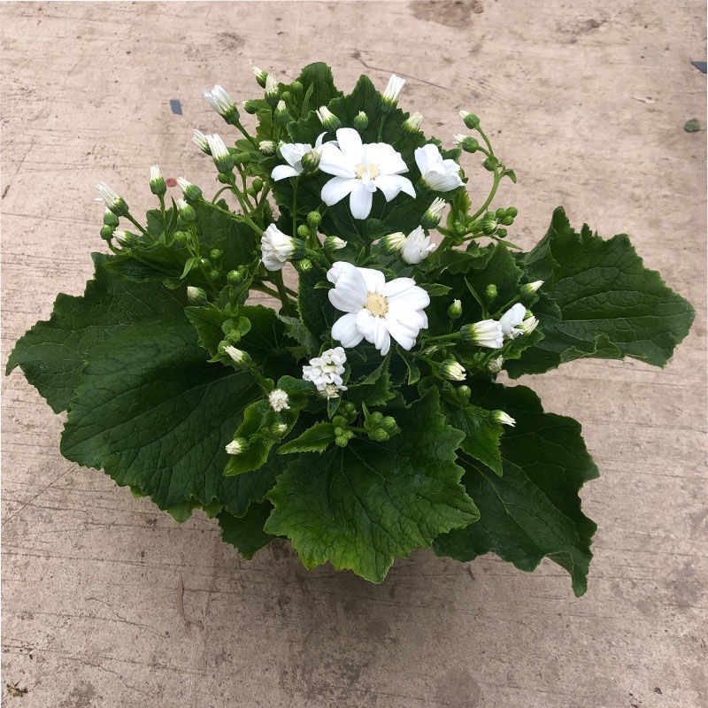 【包邮瓜叶菊】6盆6色60元瓜叶菊年宵花包邮到家