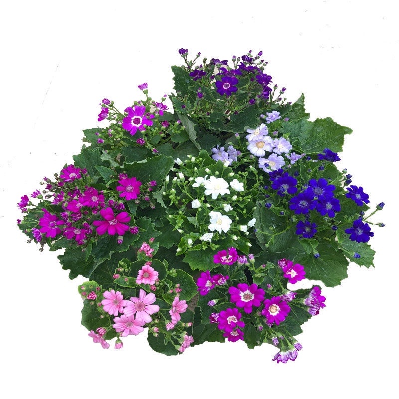 【包邮瓜叶菊】6盆6色60元瓜叶菊年宵花包邮到家