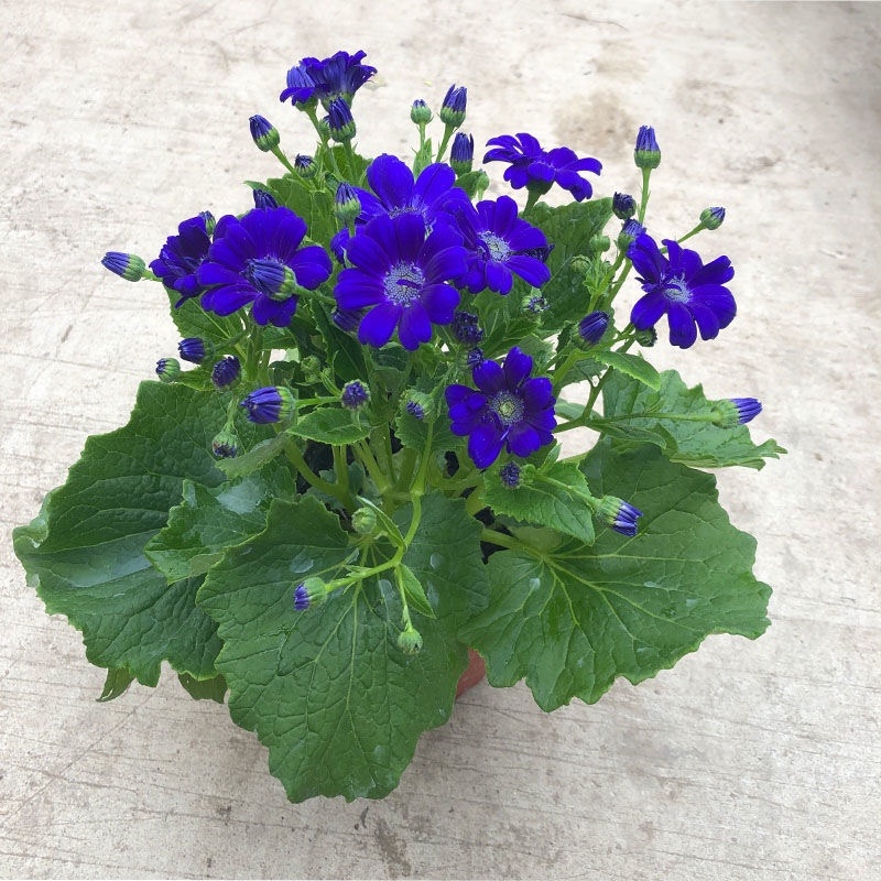 【包邮瓜叶菊】6盆6色60元瓜叶菊年宵花包邮到家