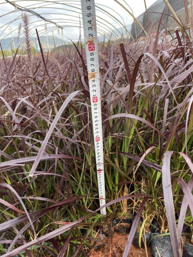 狼尾蕨16袋高度30-50数量充足价格优惠