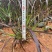 狼尾蕨16袋高度30-50数量充足价格优惠