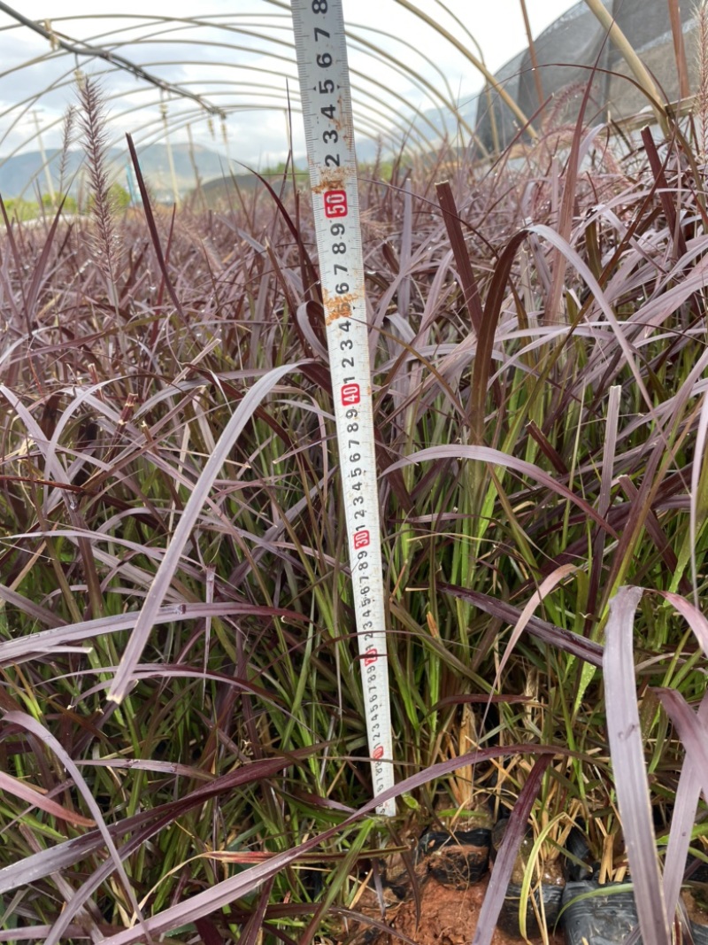 狼尾蕨16袋高度30-50数量充足价格优惠