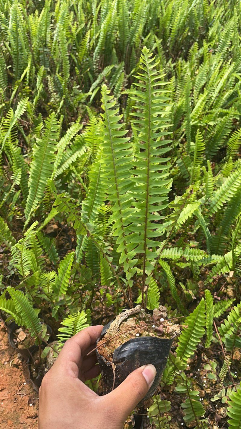 肾蕨场地自产自销质量好服务有保障可以协助找车