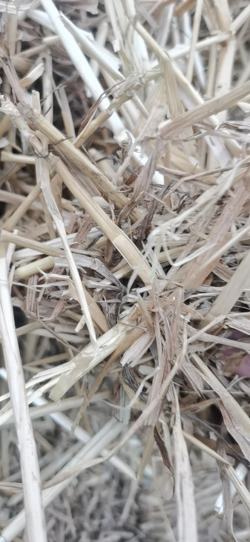 小麦秸秆，二次粉碎加压，二次除尘净度好，干度好，