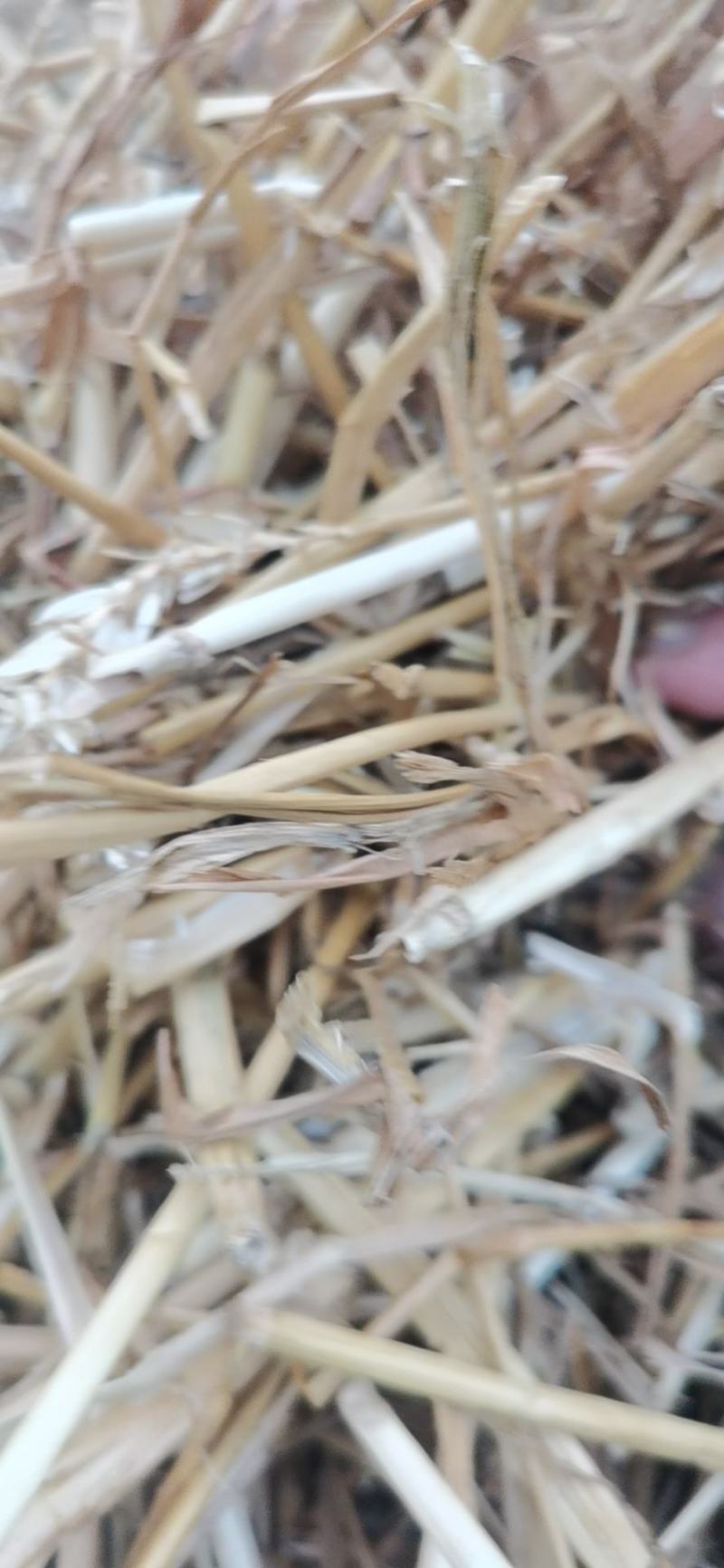 小麦秸秆，二次粉碎加压，二次除尘净度好，干度好，