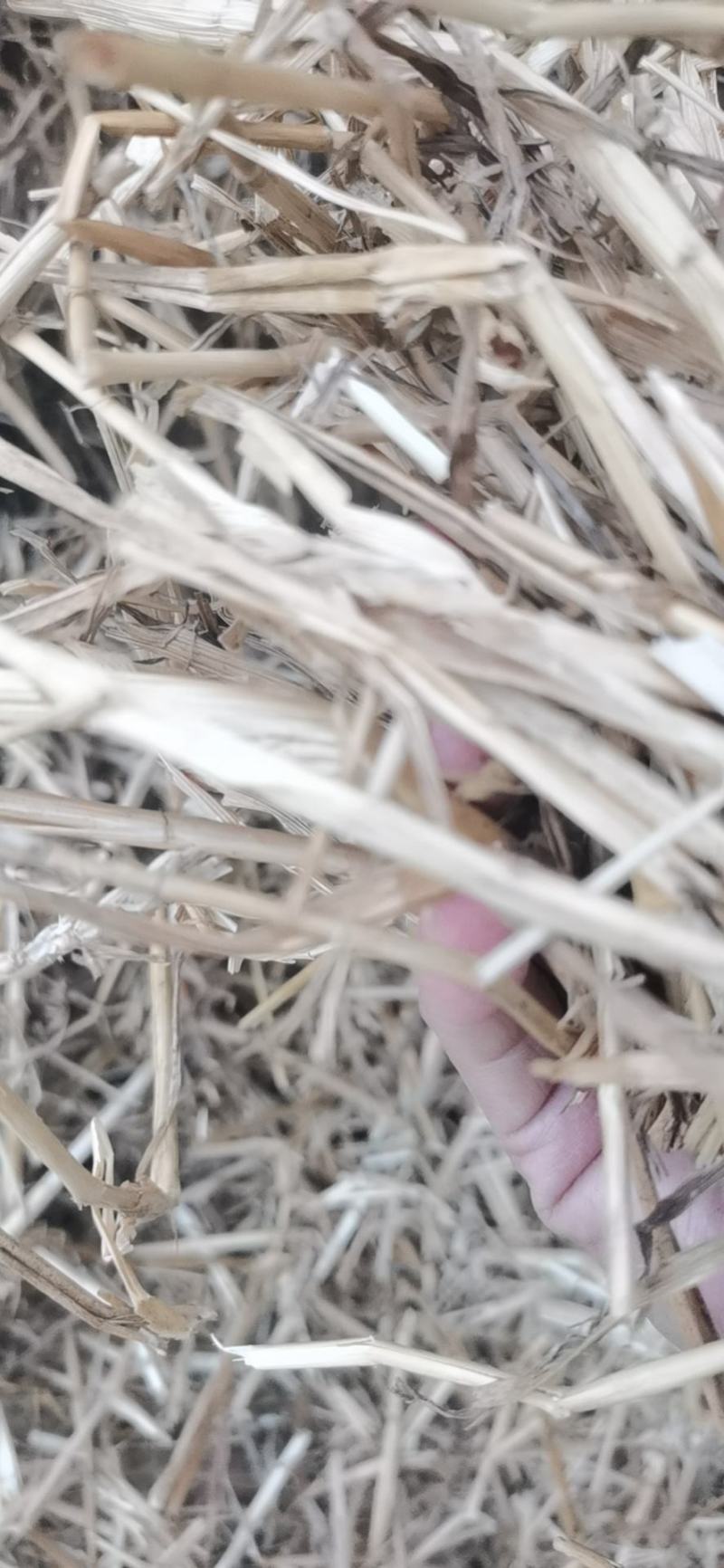 小麦秸秆，二次粉碎加压，二次除尘净度好，干度好，