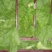 大量出售泡青菜