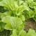 大量出售泡青菜